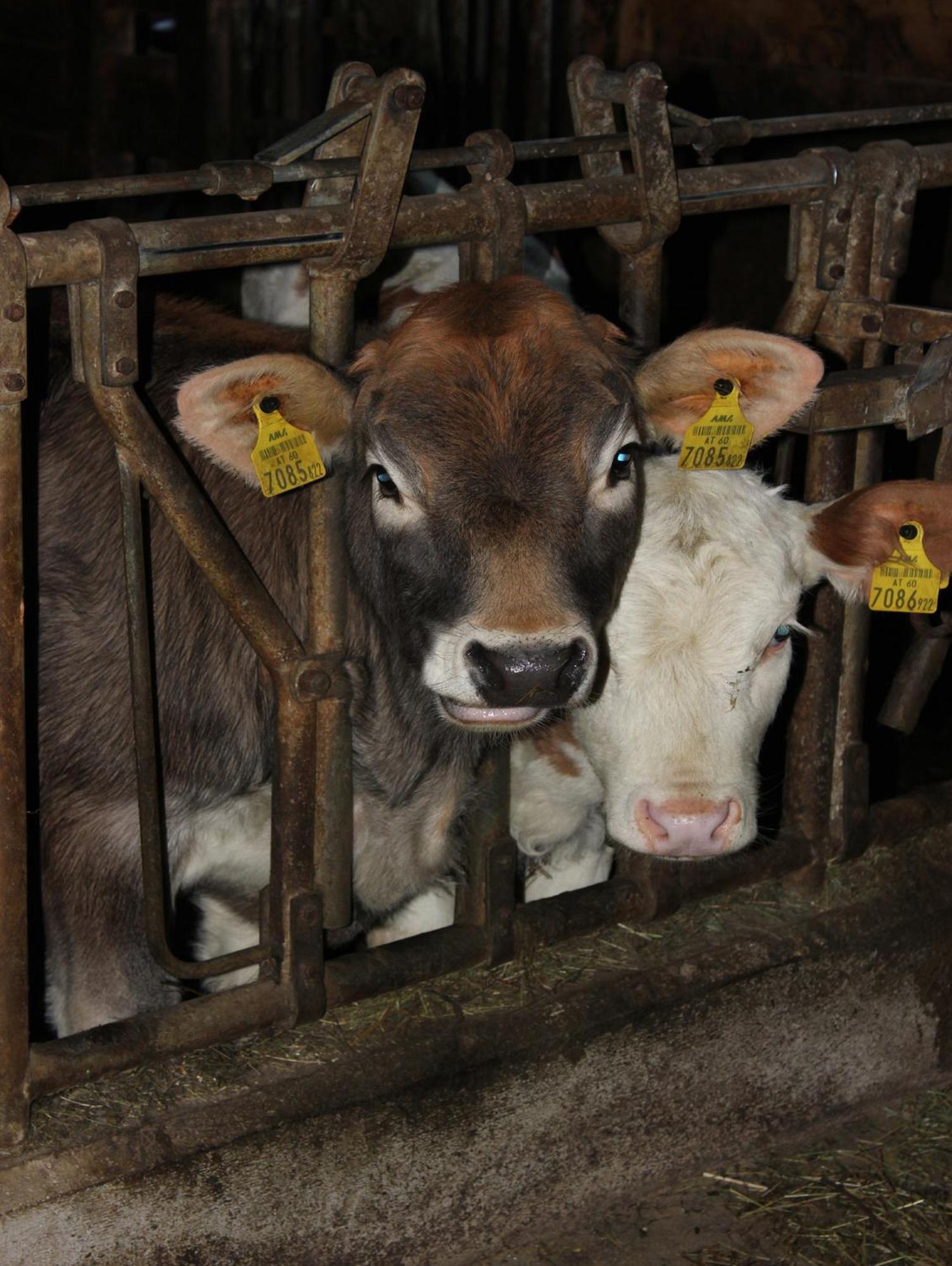 Farm stay Familienbauernhof Christa